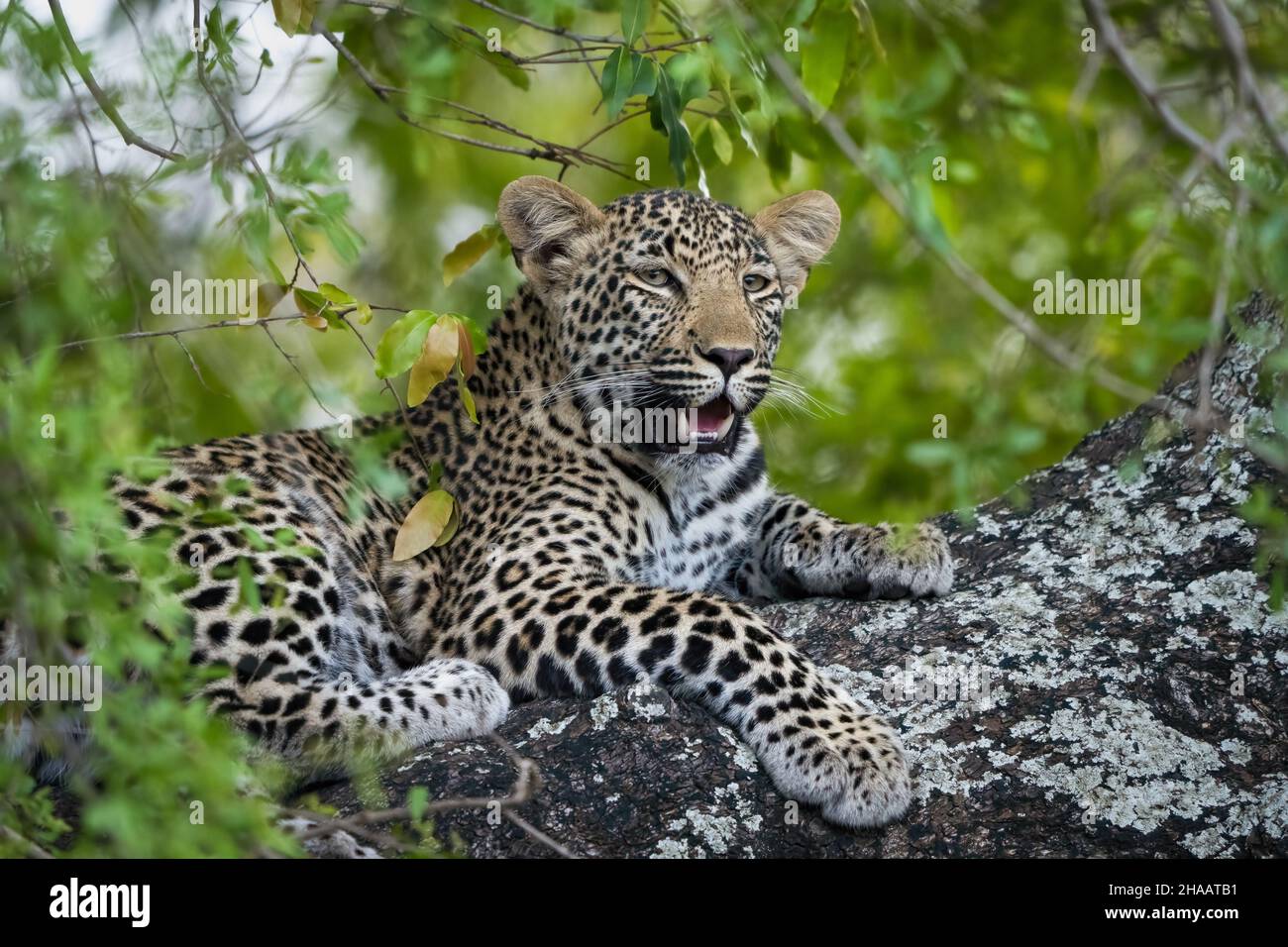 Leopard (Panthera Pardus) Weibchen in einem afrikanischen Ebenholz- oder Schakalbeerbaum (Diospyros mespiliformis). Südafrika. Stockfoto
