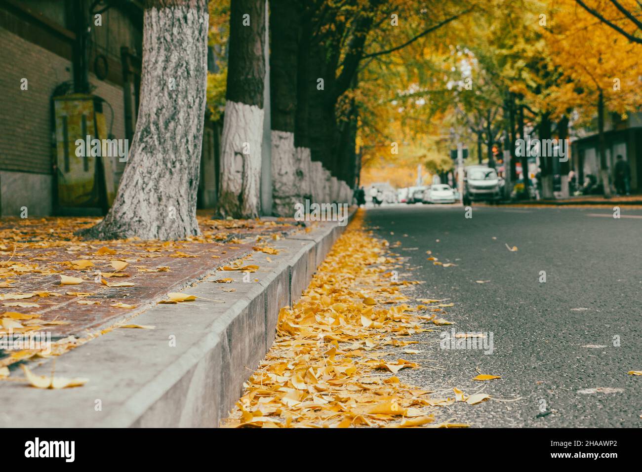 Gefallene Ginkgo-Blätter verstreut auf der Seite der Straße im Herbst Stockfoto