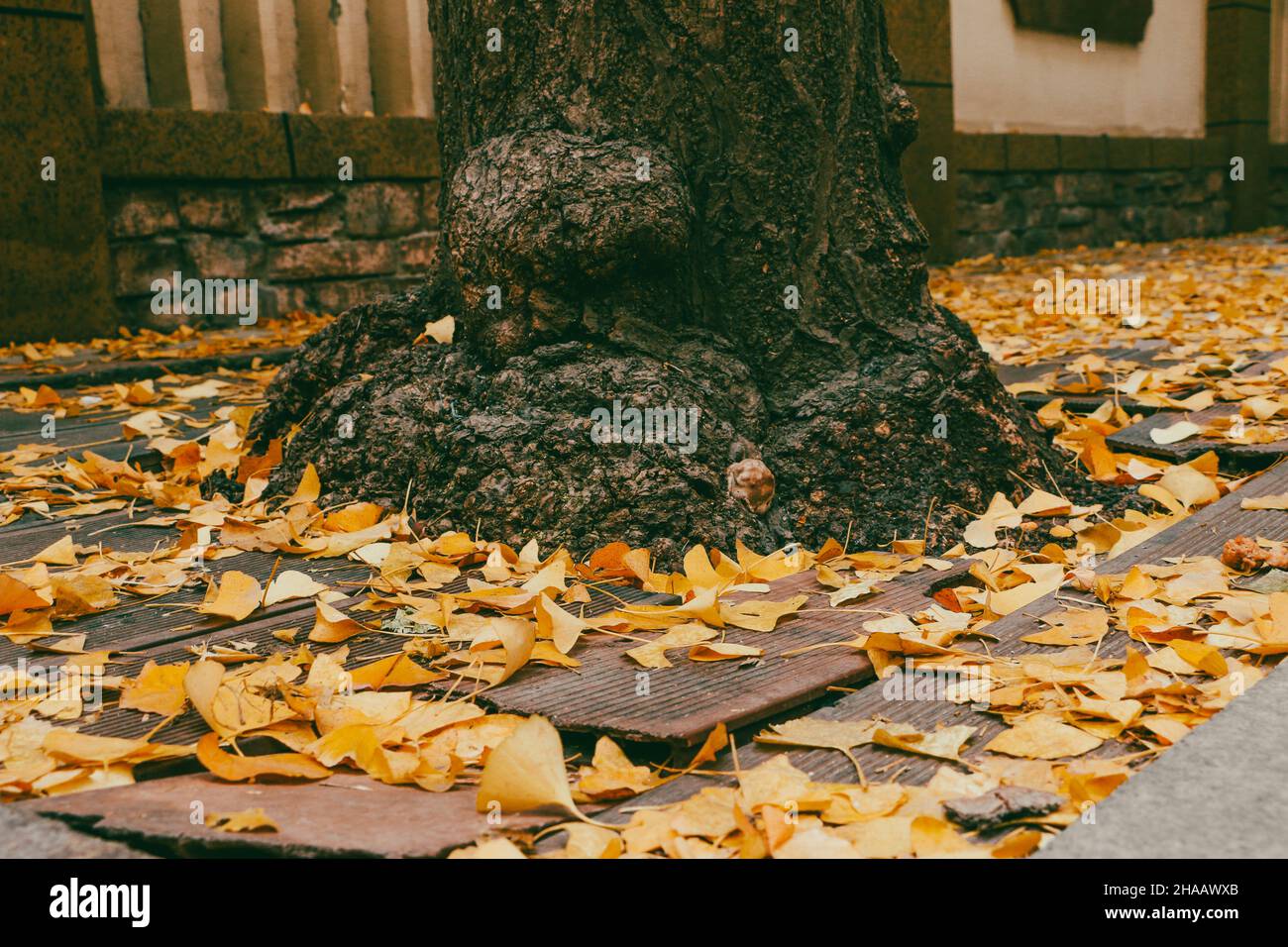 Gefallene Ginkgo biloba-Blätter, die im Herbst vom unteren Stamm eines Ginkgo-Baumes verstreut werden Stockfoto