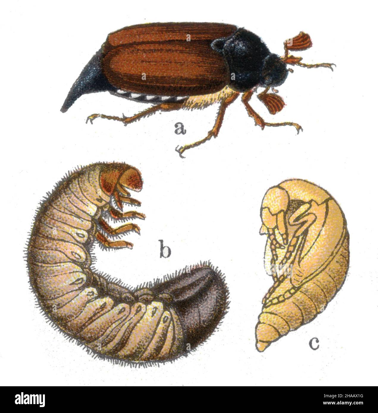 Schabe Melolontha melolontha, (Zoologiebuch, 1913), Maikäfer a Insekt, b Larve, c Puppe Stockfoto