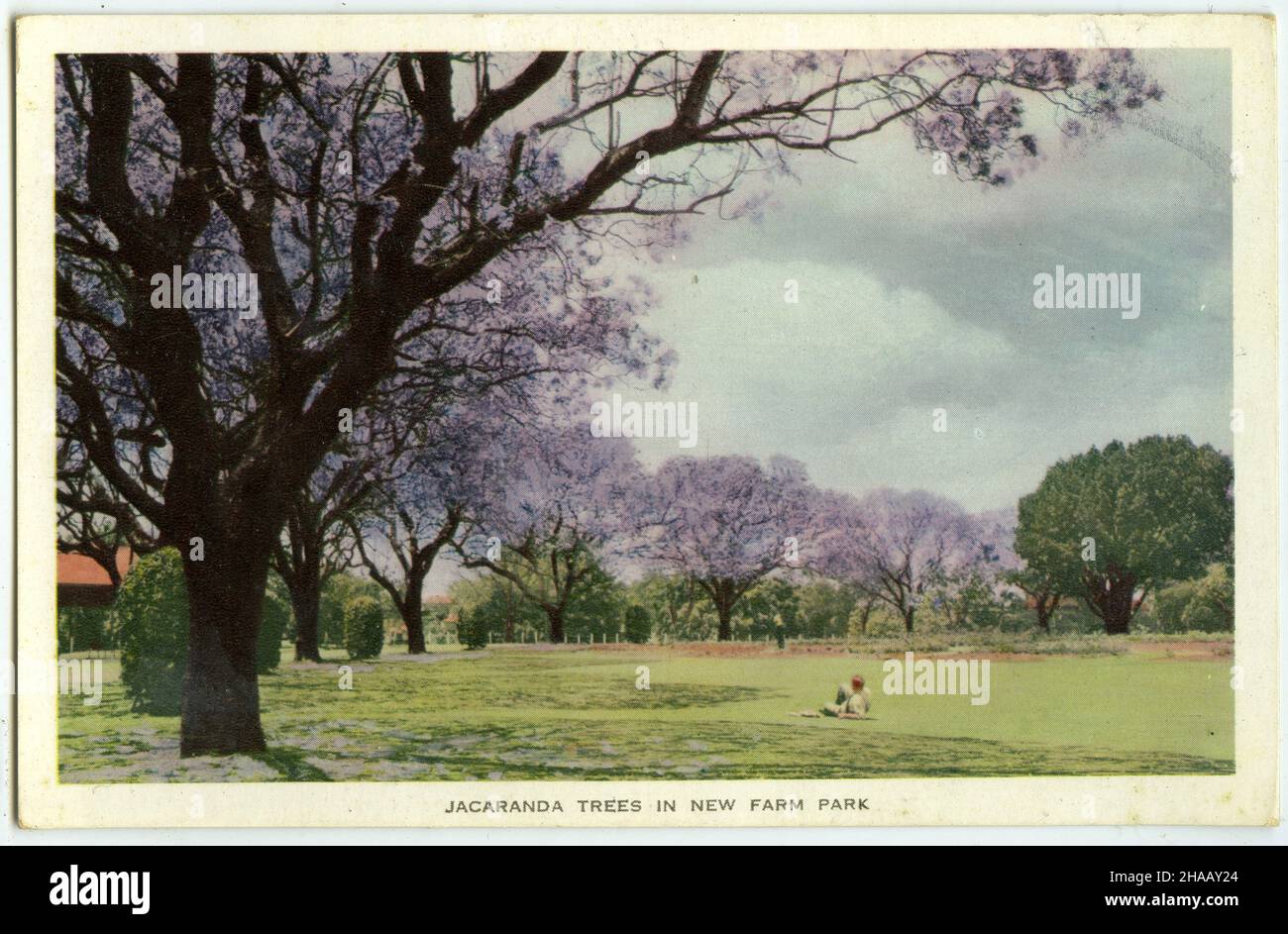Postkarte mit einer historischen Szene der blühenden Jacaranda-Bäume im New Farm Park, Brisbane, Queensland, um 1930 Stockfoto