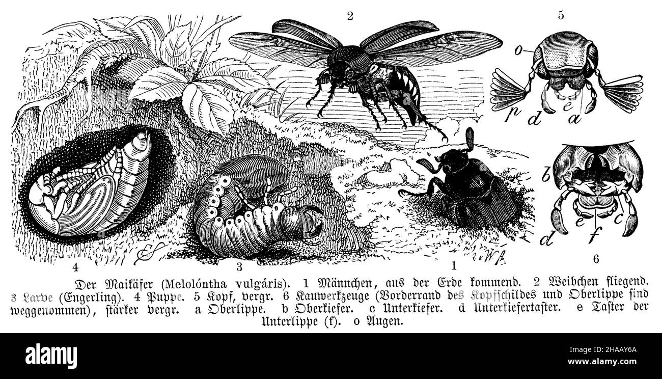Hahnenkäfer, Melolontha melolontha, W. A[arland] u. E. S[inger] (Zoology book, 1894), Maikäfer, Entwicklung Stockfoto