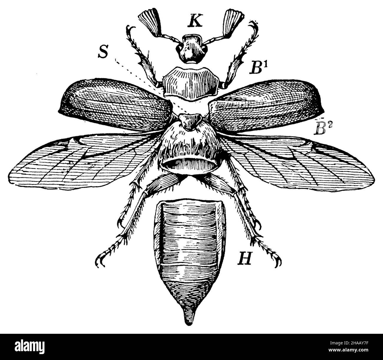 Cockchafer, Melolontha melolontha, anonym (Zoologiebuch, 1928), Maikäfer Körperteile, K Kopf B Brust (BL erster Ring; B2 zweiter und dritter Ring). H Hinterleib. S Schilden. Stockfoto