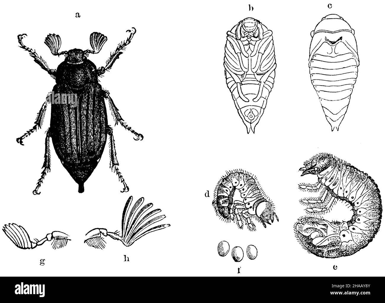 Schabe, Melolontha melolontha, (Zoologiebuch, 1872), A) Käfer; b, c) Puppe; d, e) Larve; f) Eier; G) weibliche; h) weibliche Fühler; i) großer marmorierter Maikäfer (Gerber, Melolontha fullo) Stockfoto