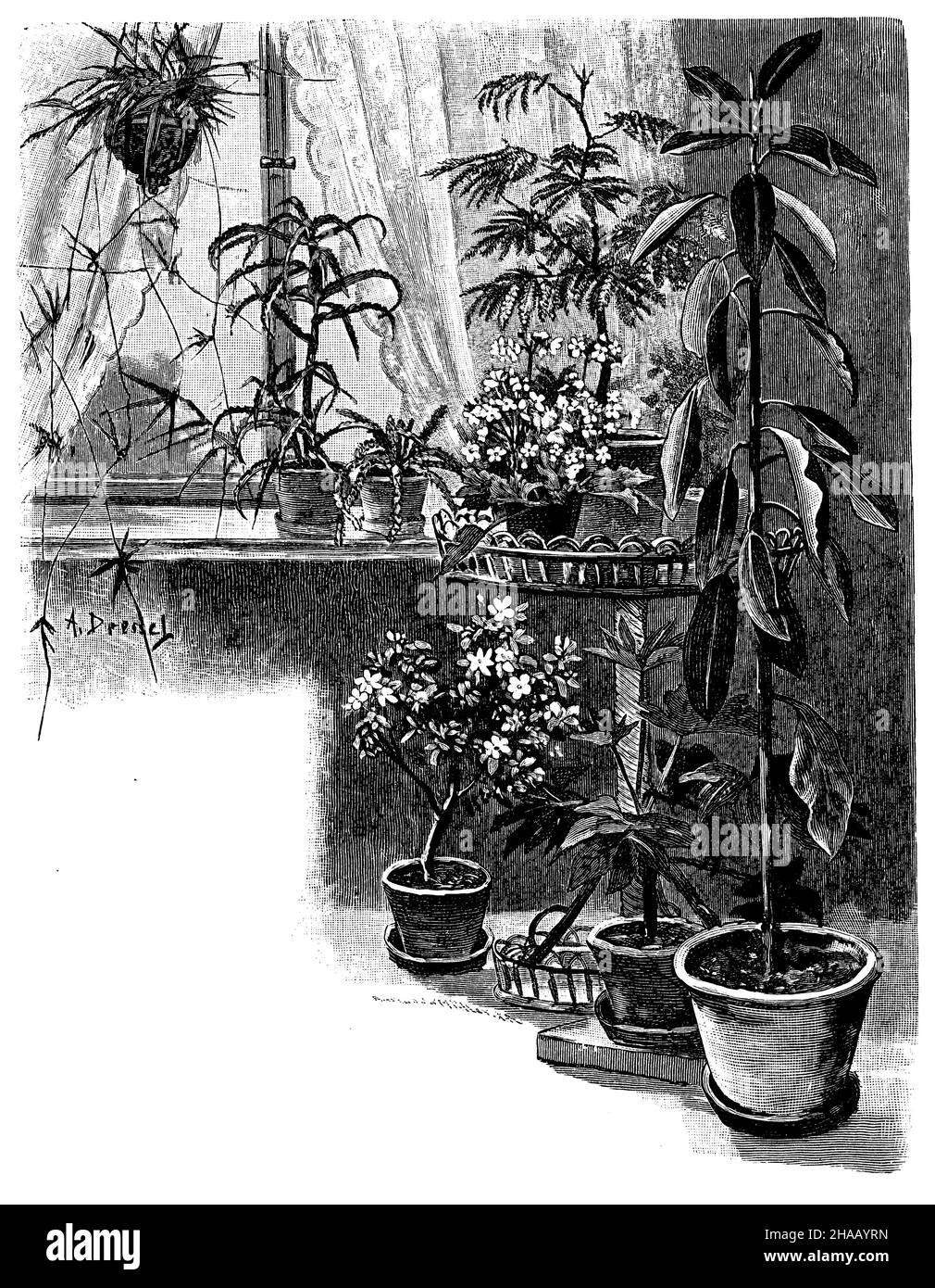 Zimmerpflanzen am Fenster, ein Dressel (Biologiebuch, 1909), Zimmerpflanzen am Fenster Stockfoto
