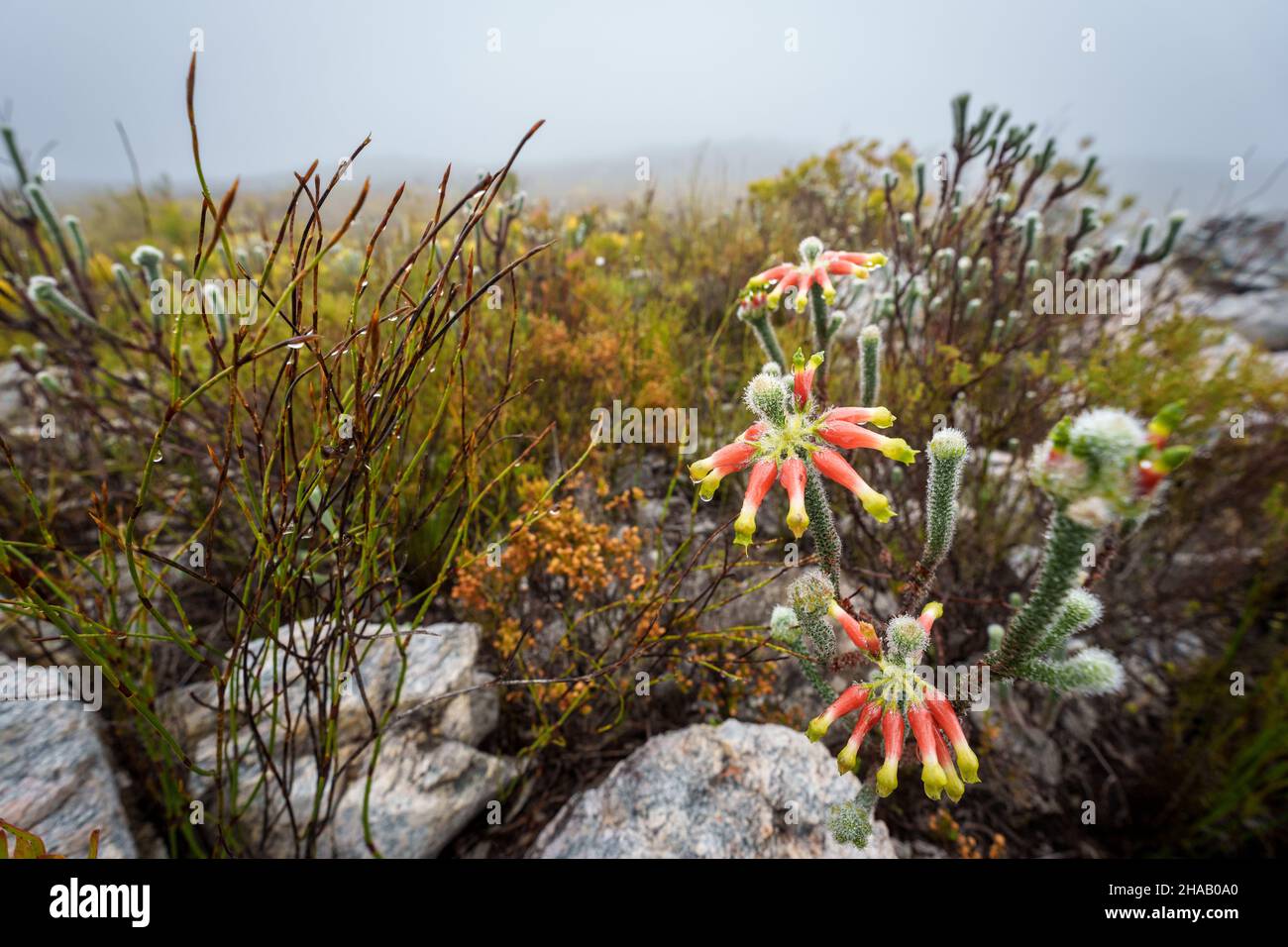 Die Heide von Masson (Erica Massoni) blüht. Kogelberg Nature Reserve, Whale Coast, Overberg, Western Cape, Südafrika. Stockfoto