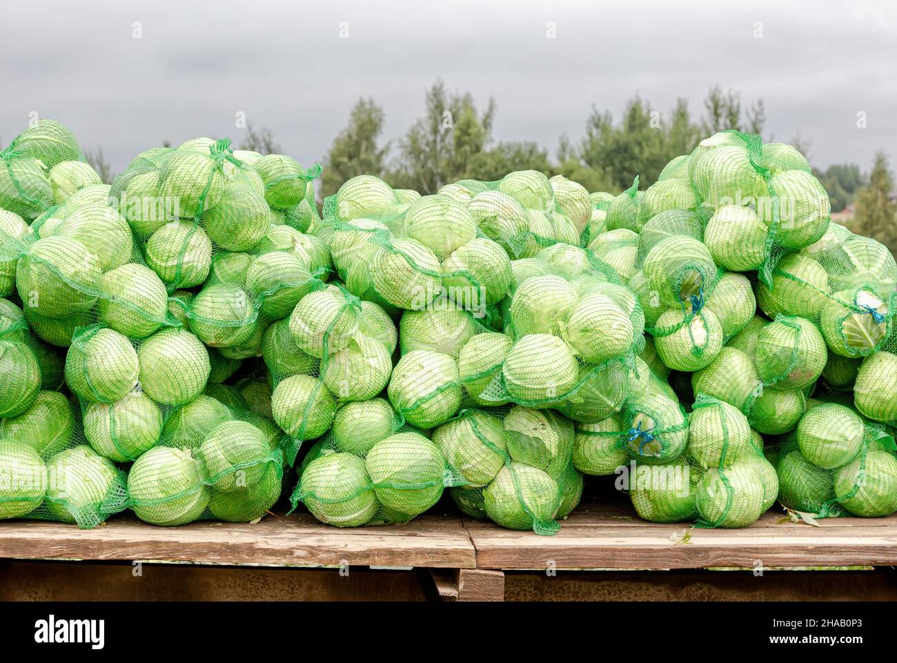 Ernte von frischem Grünkohl am Herbsttag. Gemüseernte im Herbst Stockfoto