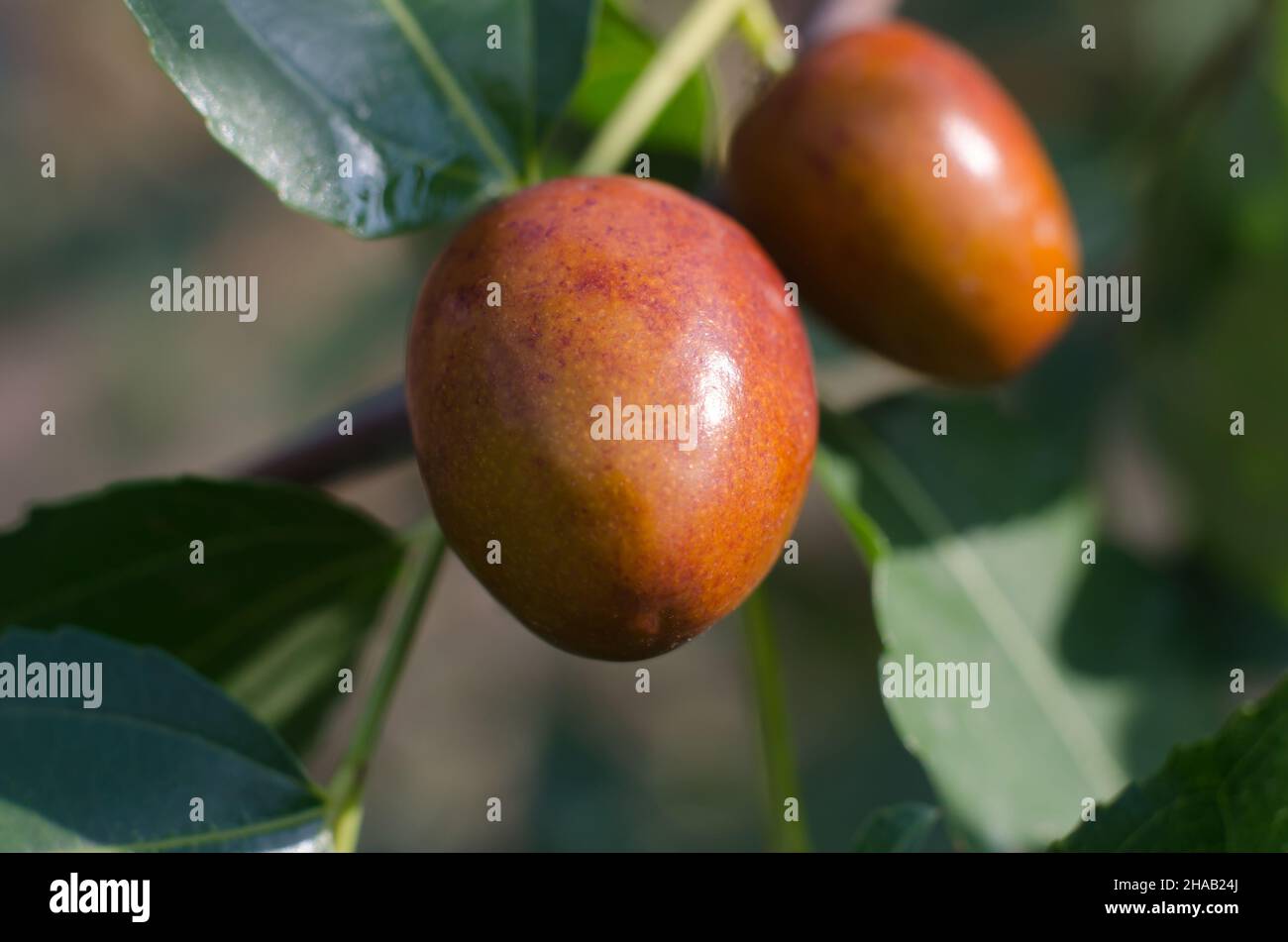 Reife Früchte der chinesischen Datter auf einem Baumzweig aus der Nähe Stockfoto