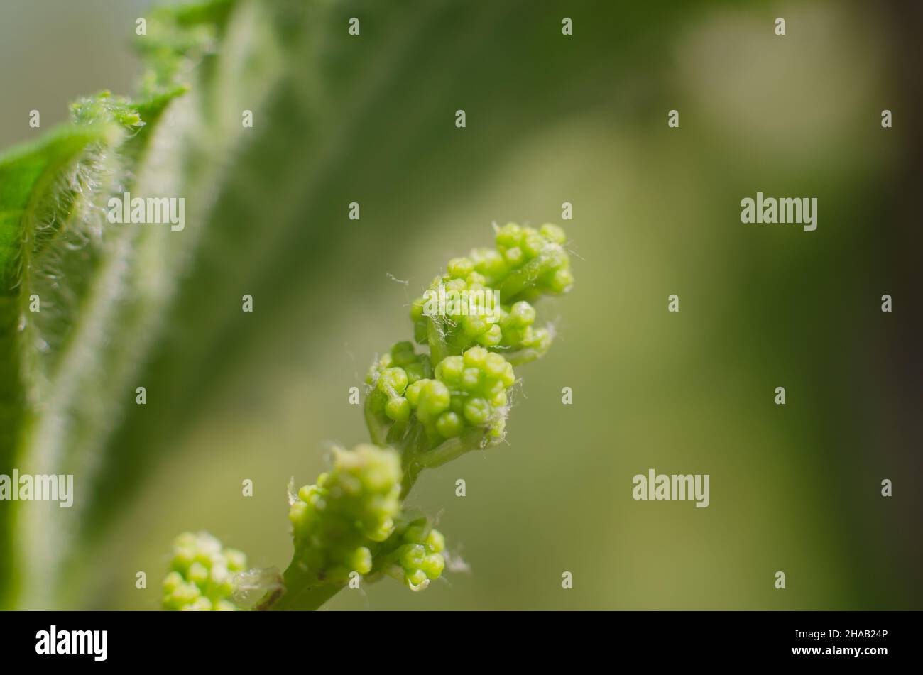 Junge Traubenernte aus nächster Nähe. Makrofoto einer Rebe. Stockfoto