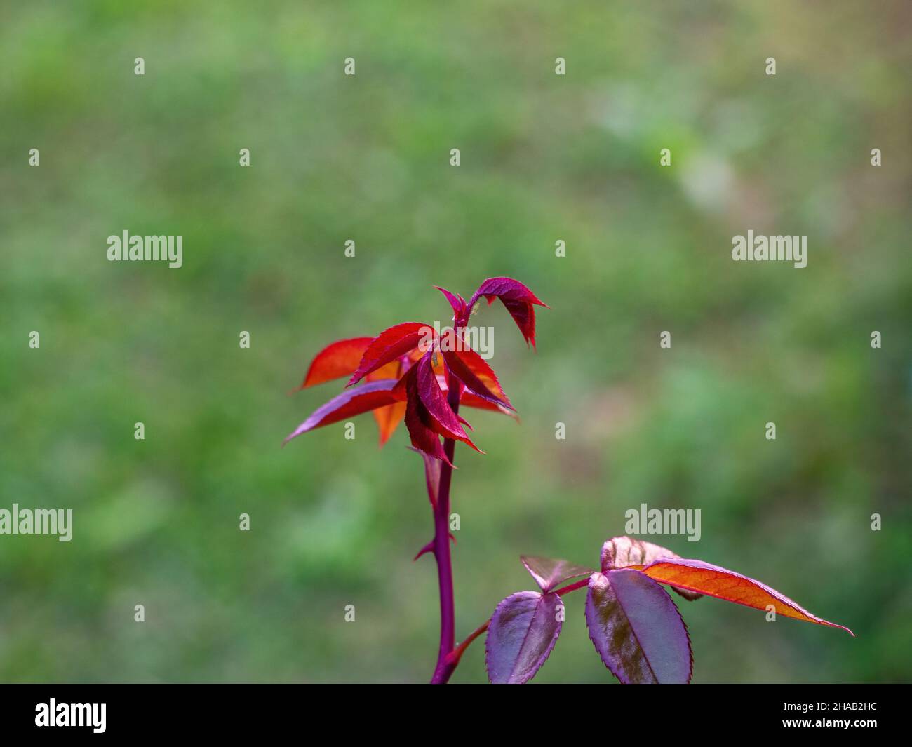 rosen wachsen im Garten Stockfoto