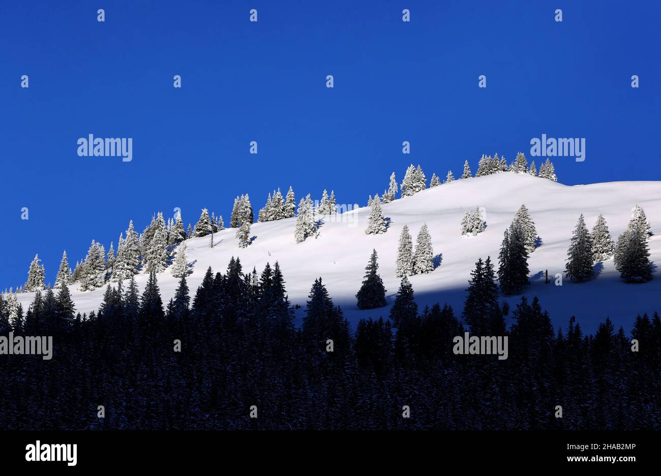 Bad Hindelang, Deutschland. 12th Dez 2021. Frostbedeckte Bäume stehen in der Sonne auf einer Bergkette im Oberallgäu. Quelle: Karl-Josef Hildenbrand/dpa/Alamy Live News Stockfoto