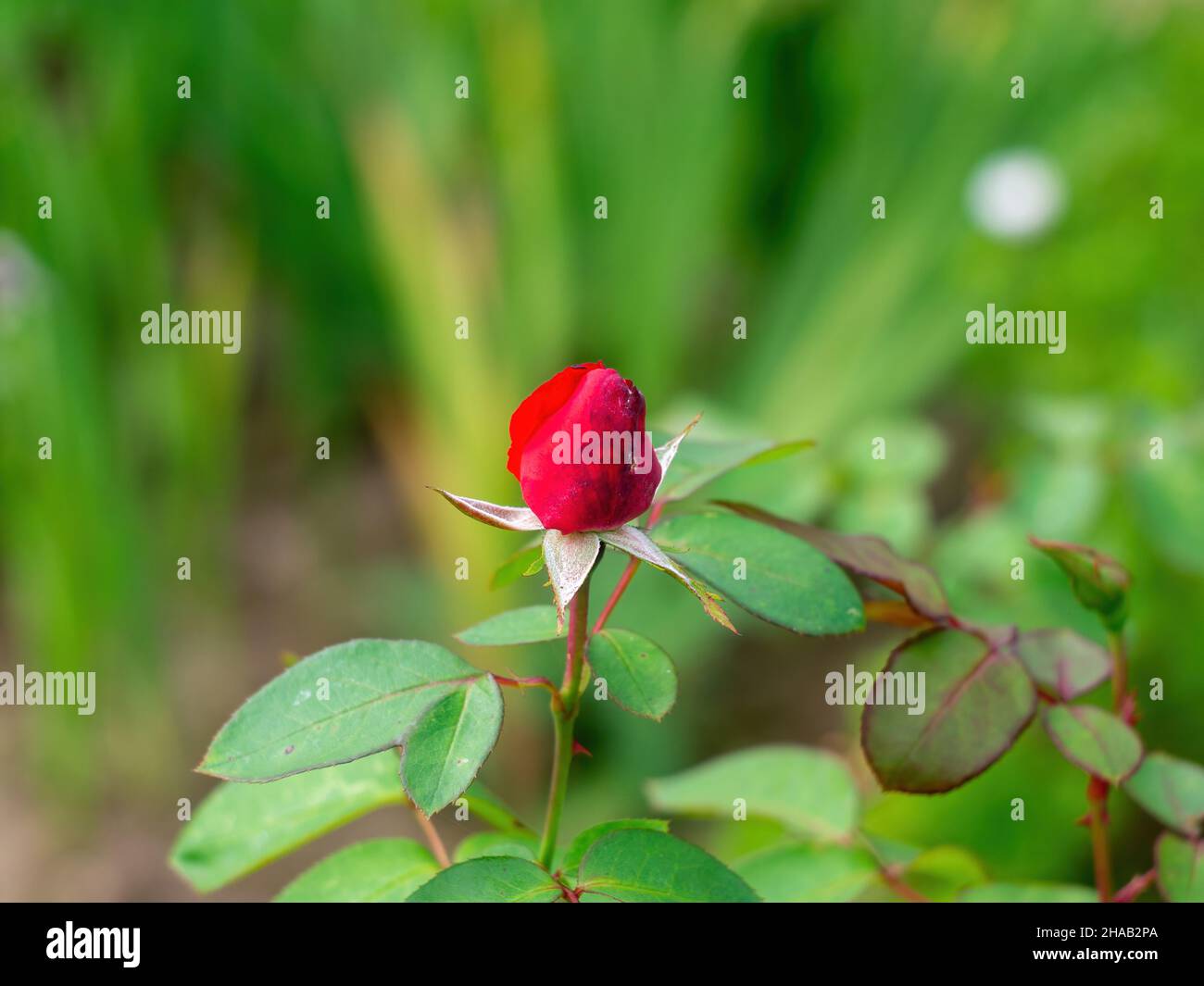 rosen wachsen im Garten Stockfoto