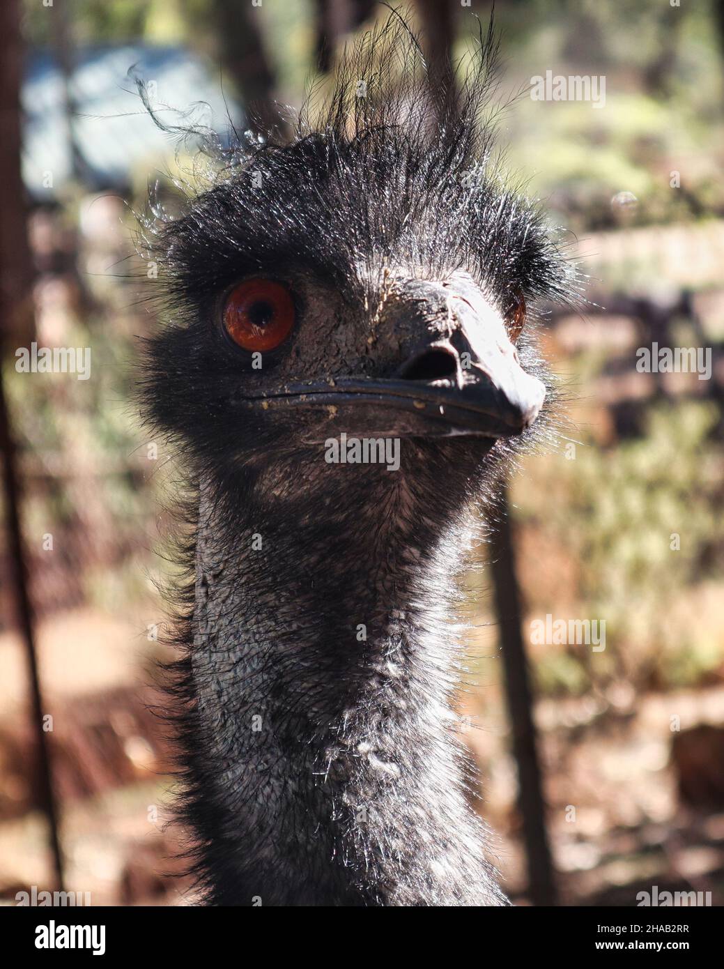 Nahaufnahme eines australischen Leiters der WWU Stockfoto