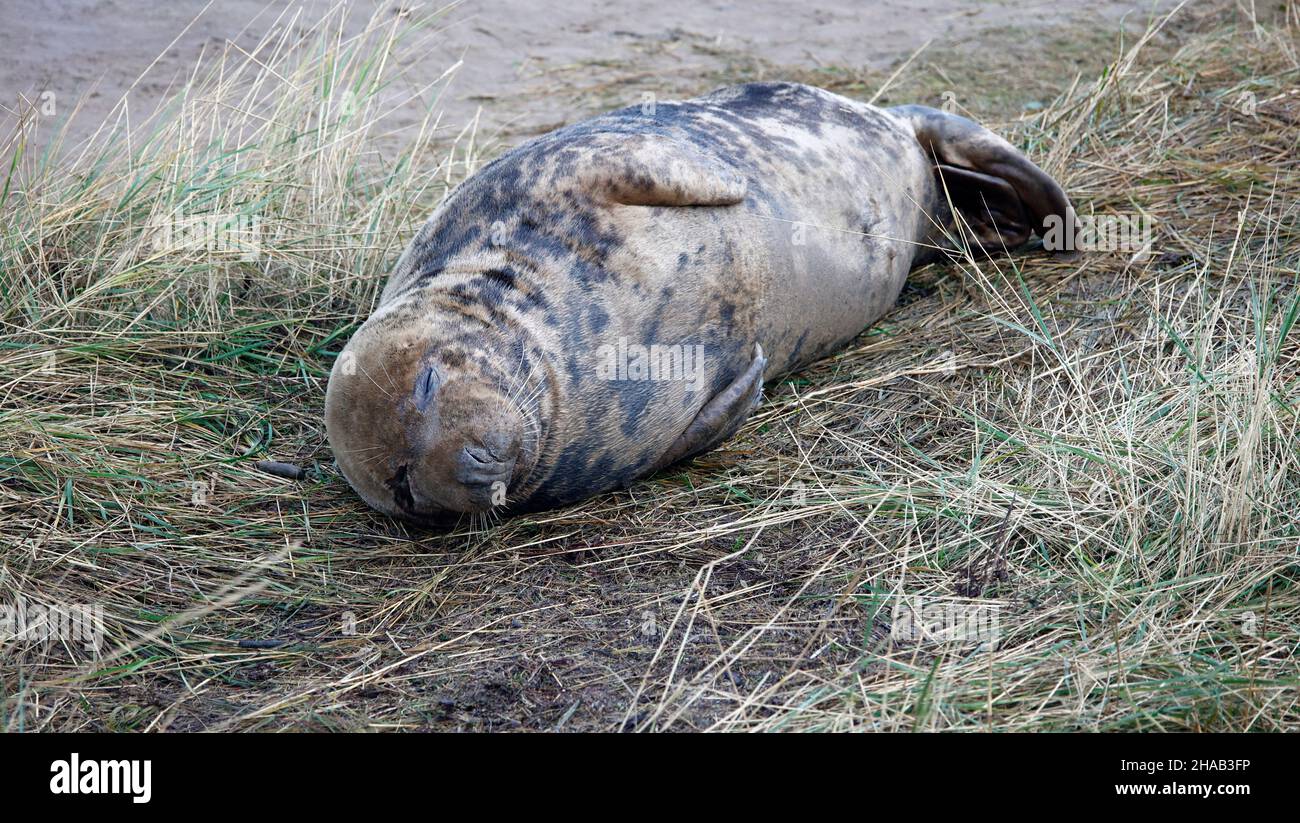 Atlantische Kegelrobben am Strand Stockfoto