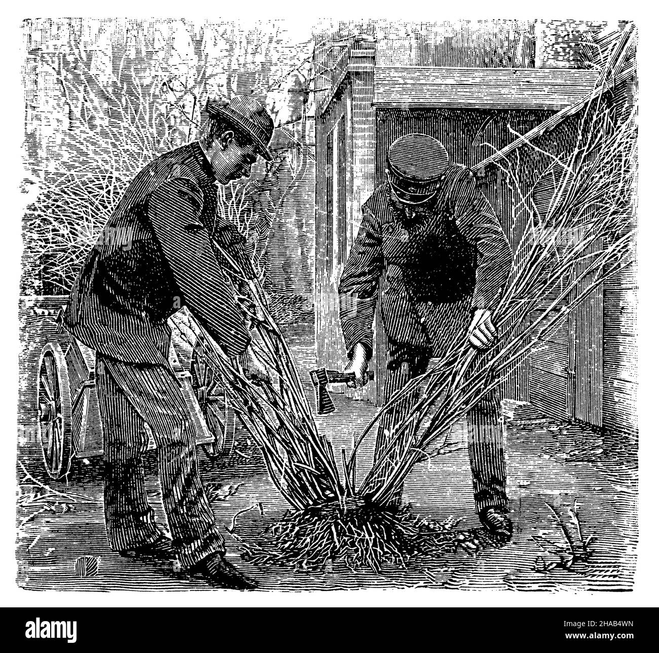 Die Büsche teilen, , (Gartenbuch, 1913), Teilen der Stäucher, Partage des arbustes Stockfoto