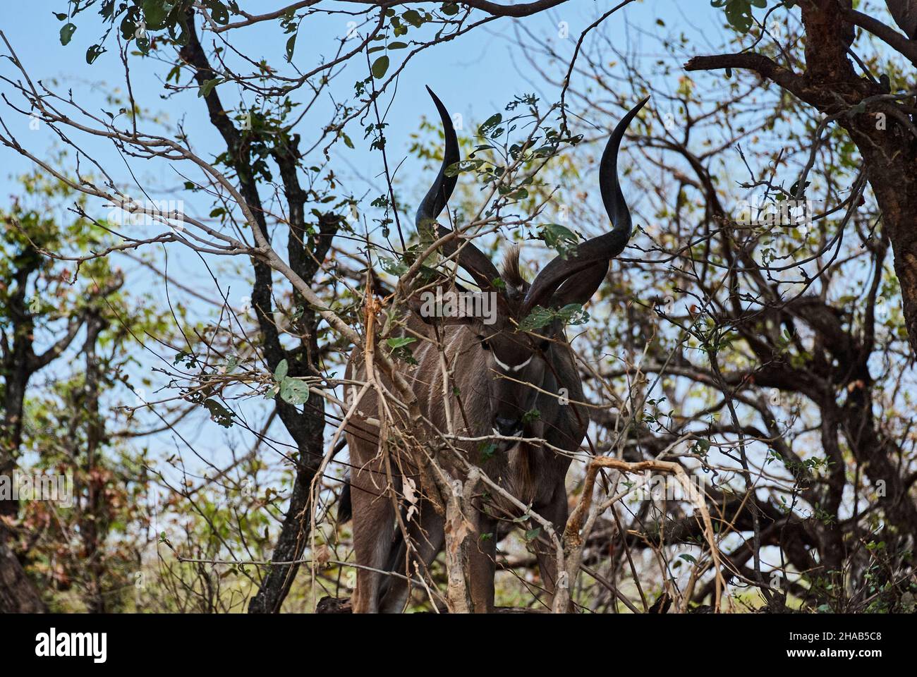 Der große Kudu, Tragelaphus strepsiceros, ist eine große Waldantilope, die im gesamten östlichen und südlichen Afrika gefunden wird. Großer Stier mit großer Korkschraube Stockfoto