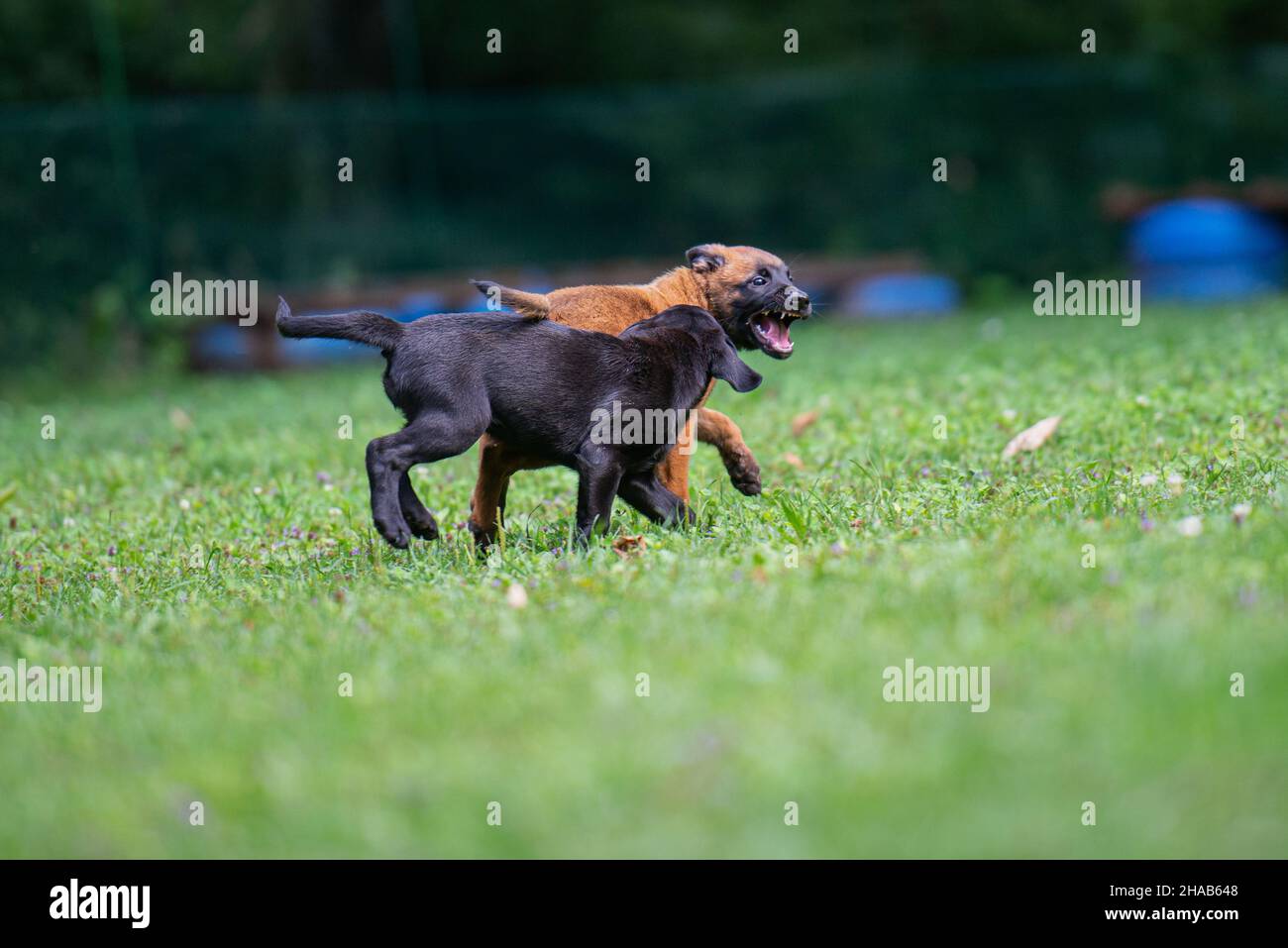 Belgische malinois und schwarze labrador Retriever Welpen spielen draußen im grünen Gras. Stockfoto
