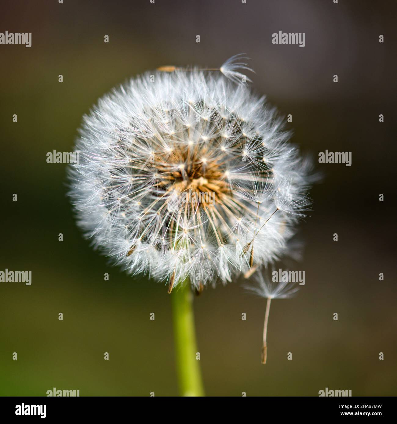 Eine einzelne, verwelkte Dandelionenblume vor einem undefinierten und verschwommenen grünen Hintergrund im warmen Sonnenlicht. Stockfoto