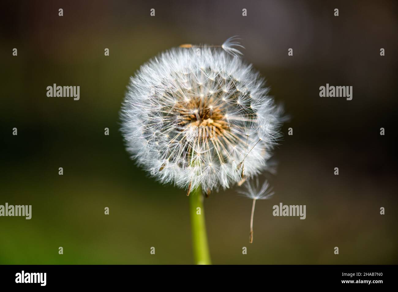 Eine einzelne, verwelkte Dandelionenblume vor einem undefinierten und verschwommenen grünen Hintergrund im warmen Sonnenlicht. Stockfoto