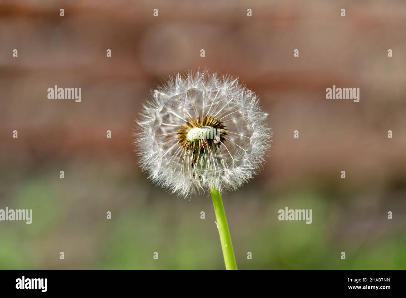 Eine einzelne, verwelkte Dandelionenblume vor einem undefinierten und verschwommenen bräunlichen Hintergrund im warmen Sonnenlicht. Stockfoto