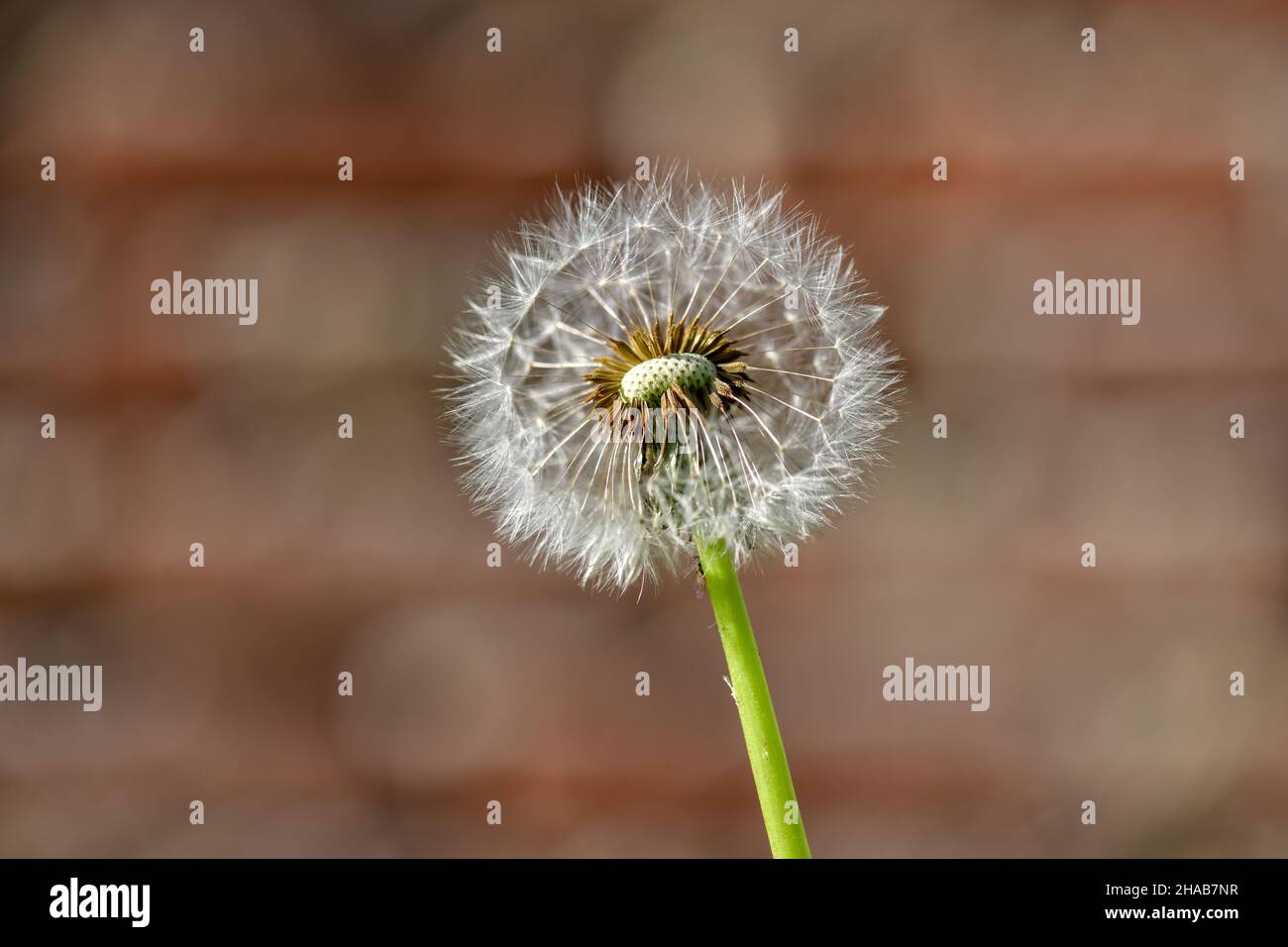 Eine einzelne, verwelkte Dandelionenblume vor einem undefinierten und verschwommenen bräunlichen Hintergrund im warmen Sonnenlicht. Stockfoto