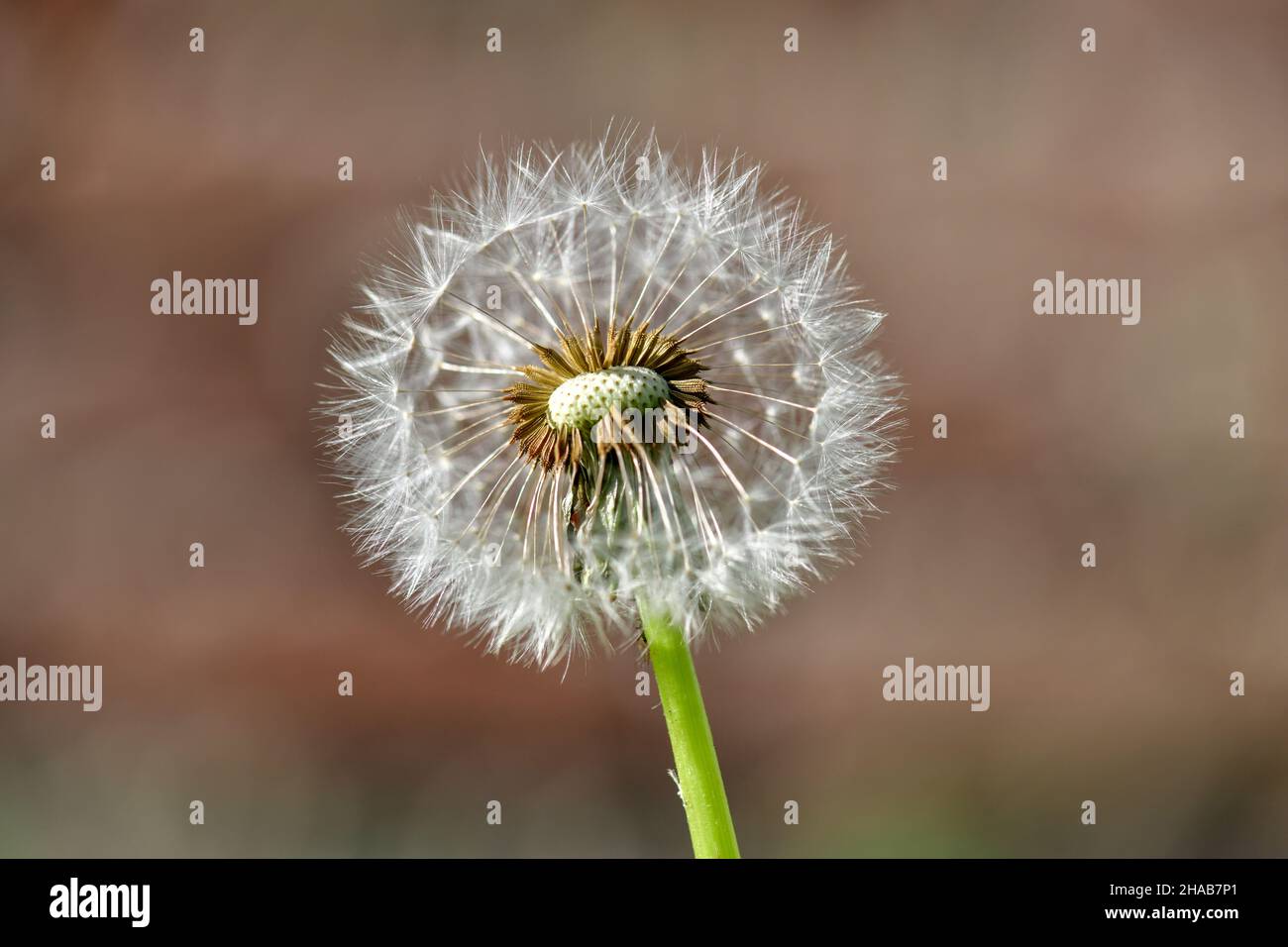 Eine einzelne, verwelkte Dandelionenblume vor einem undefinierten und verschwommenen bräunlichen Hintergrund im warmen Sonnenlicht. Stockfoto