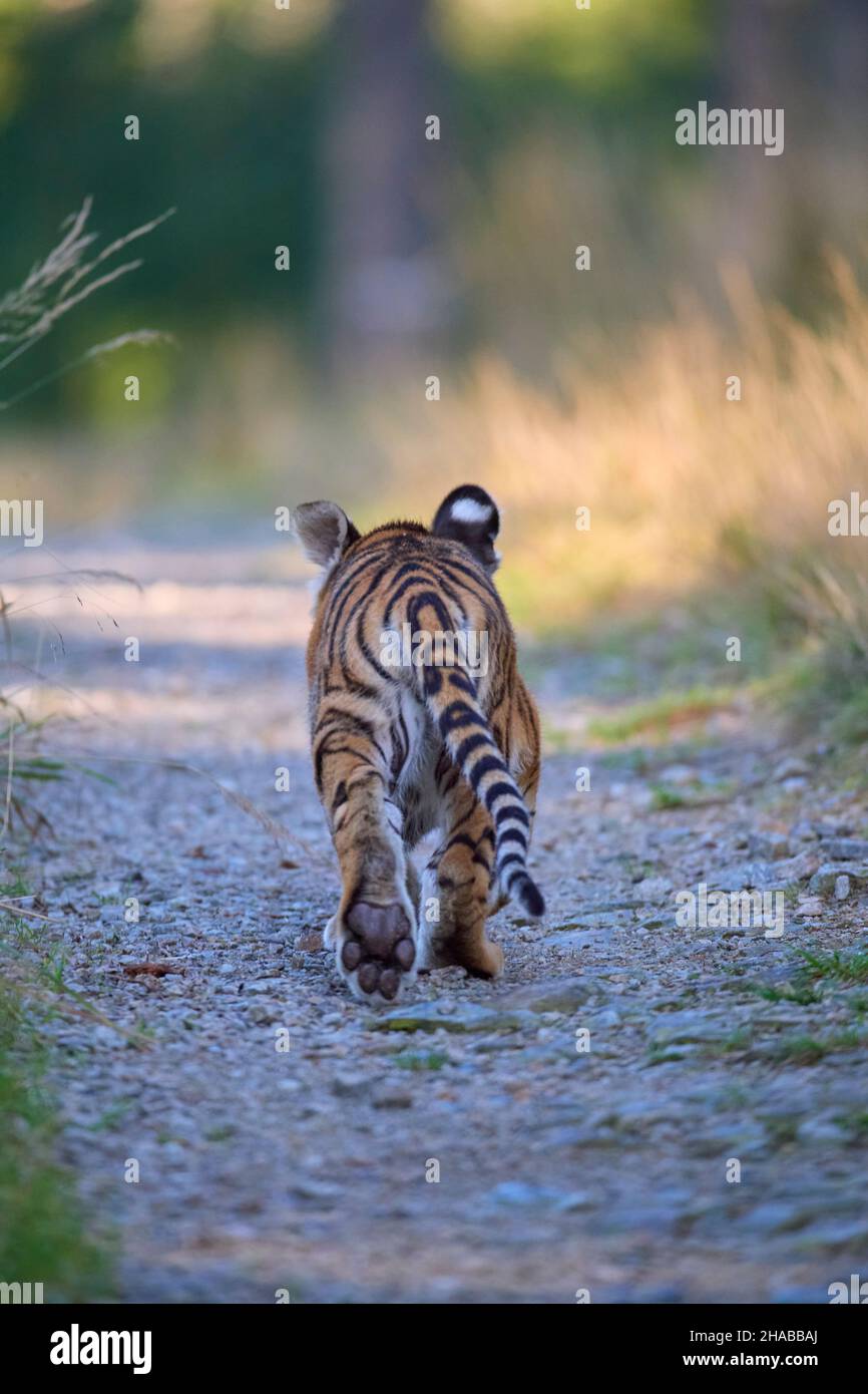 Sibirischer Tiger, Panthera Tigris altaica Stockfoto