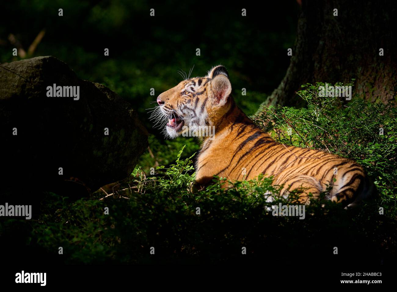 Sibirischer Tiger, Panthera Tigris altaica Stockfoto