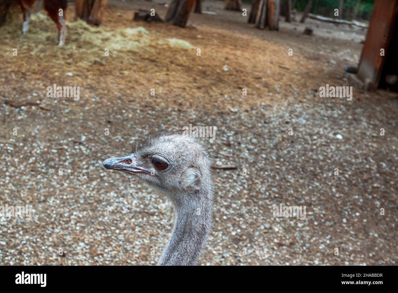 Der Aytos Zoo befindet sich im nördlichen Teil des Parks ' Slaveeva Fluss ' und nimmt ein Gebiet von ​​10 Acres ein. Befindet sich in unmittelbarer Nähe eines geschützten Stockfoto