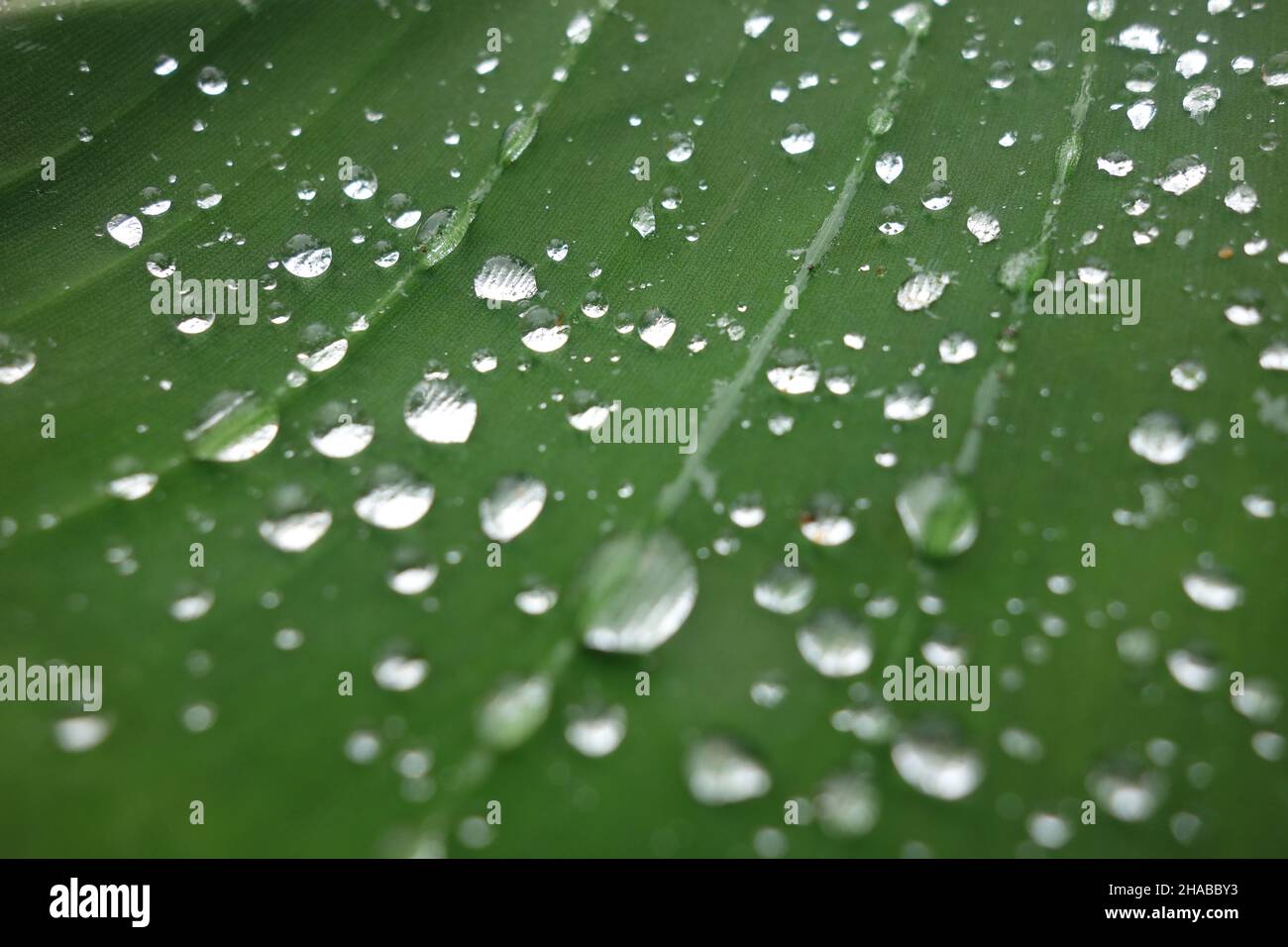 Wassertropfen auf Bananenblätter Stockfoto