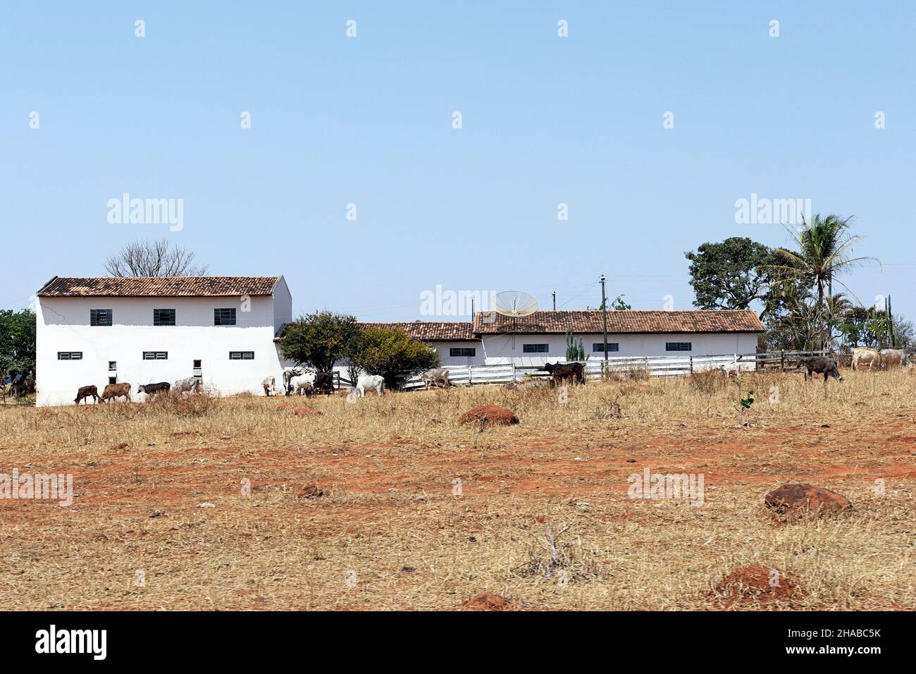 Rinderfarm Haus trockene Vegetation Stockfoto