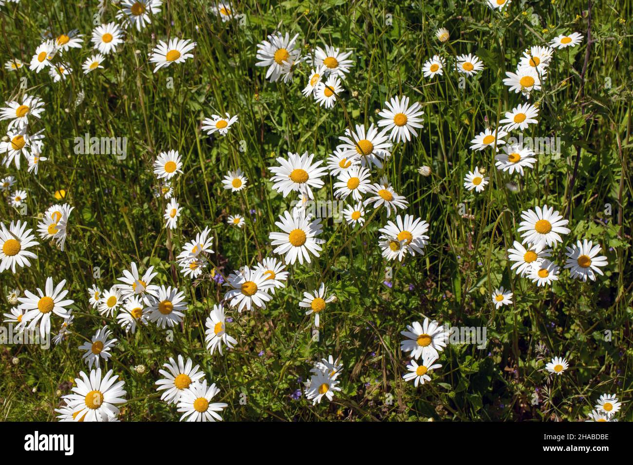Oxeye Daisy (Leucanthemum vulgare). WildGrüne blühende Pflanzen, weiße, gelbe Blütenköpfe, die die Präsenz bestäubender Wirbelloser und Insekten annoncieren. Stockfoto