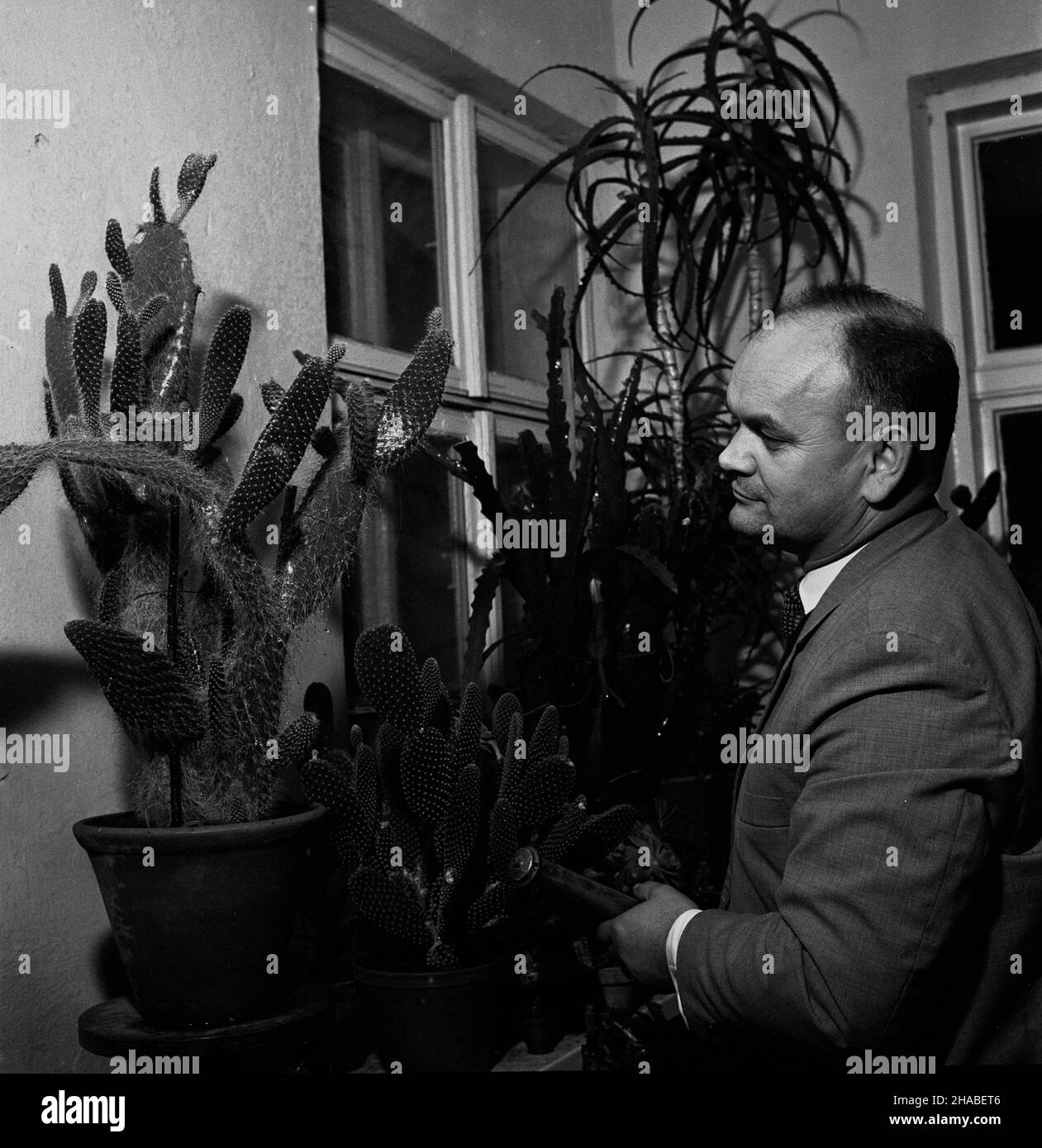 Polska, 1969. In¿. Jerzy Szafrañski wœród swojej kolekcji kaktusów. W zbiorach znajduj¹ siê m.in. Okazy z grup: Opuncji, epiphyllum, hylocereus, cereus. uu PAP/Andrzej £okaj Dok³adny miesi¹c i dzieñ wydarzenia nieustalone. Polen, 1969. Ingenieur Jerzy Szafranski mit seiner Kaktussammlung. Die Sammlung umfasst Exemplare von opuntia, epiphyllum, Hylocereus, cereus. uu PAP/Andrzej Lokaj Stockfoto