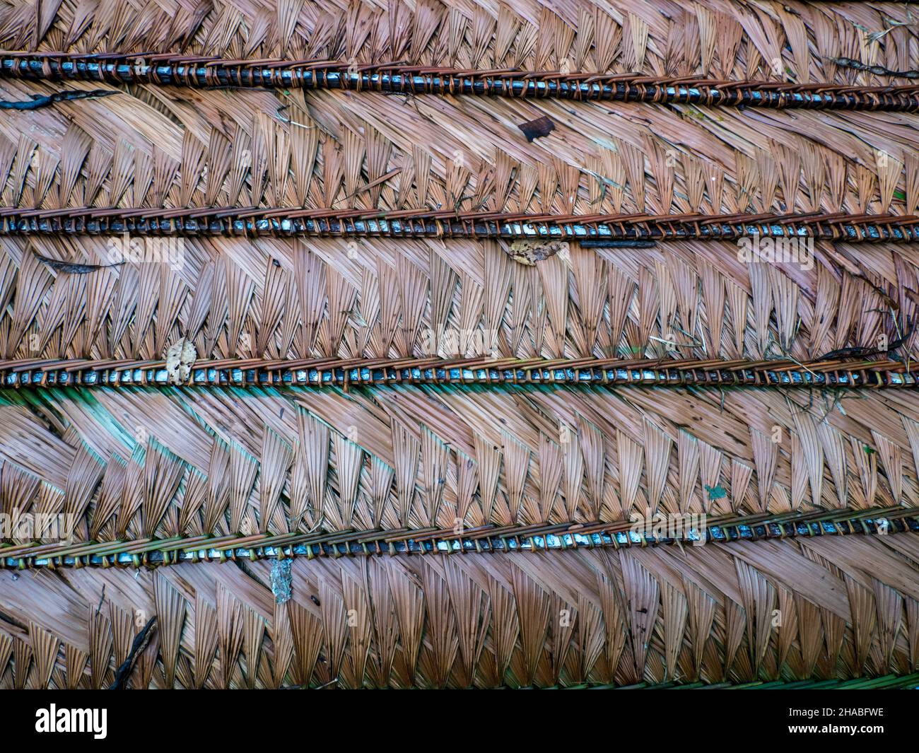Dach aus einem Palmenblatt, um Holzhäuser im Amazonaswald zu bedecken. Amazonien, Brasilien, Südamerika. Stockfoto