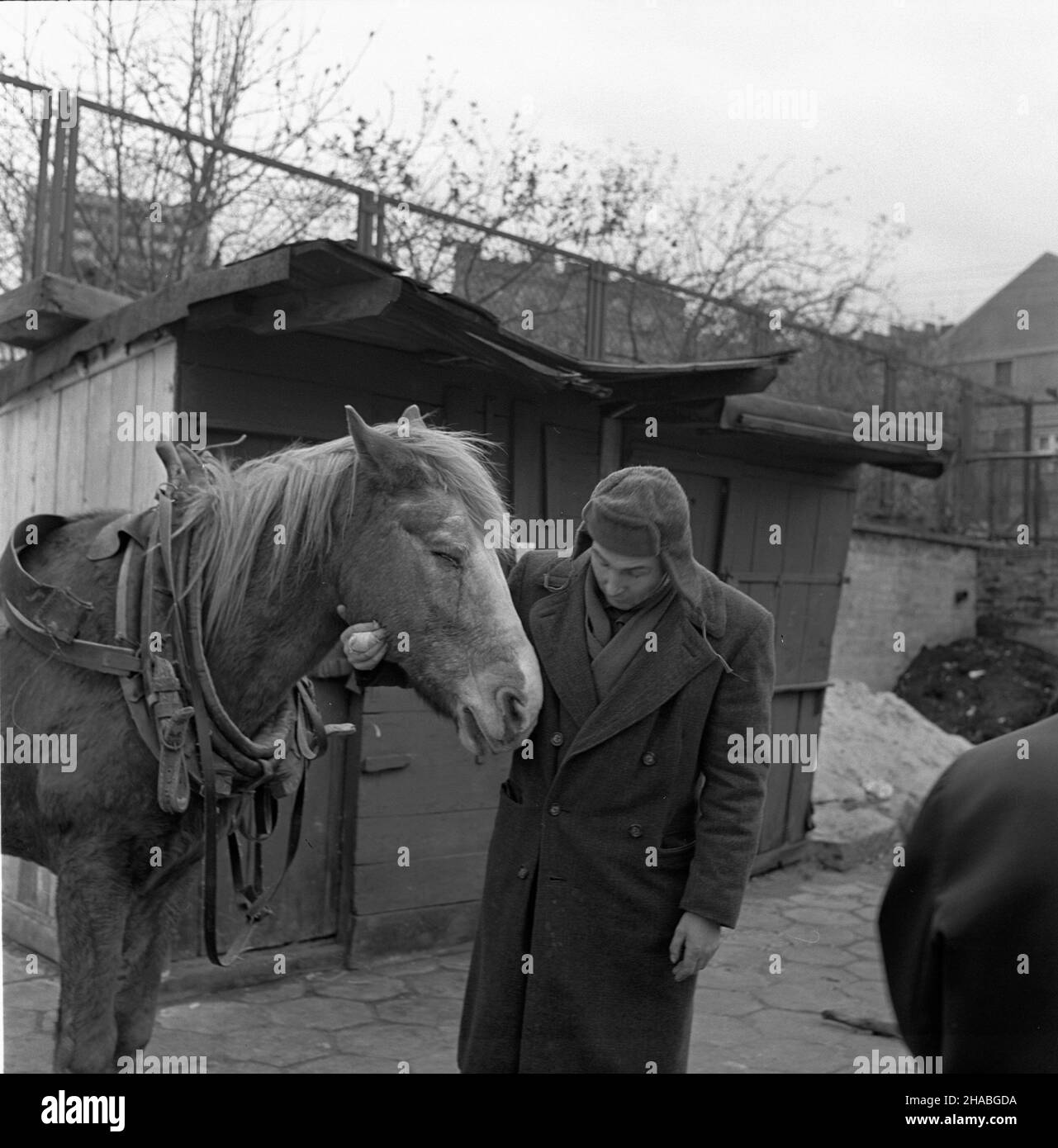 Warszawa, 1969-10-01. Konie na targu ¿ywnoœci w Warszawie. NZ. zmêczony koñ. mb PAP/Boles³aw Miedza Dok³adny dzieñ wydarzenia nieustalony. Warschau, 1. Oktober 1969. Pferde auf einem Lebensmittelmarkt in Warschau. Im Bild: Ein müdes Pferd. mb PAP/Boleslaw Miedza Stockfoto