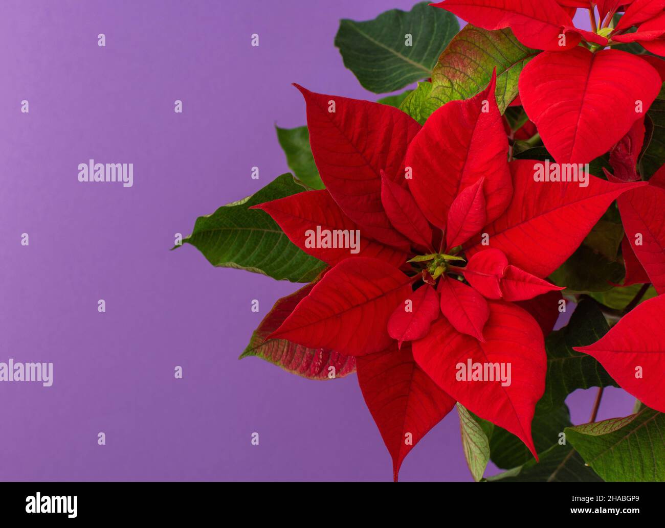 Schöne Weihnachtsblume Poinsettia Nahaufnahme auf einem lila Hintergrund Stockfoto