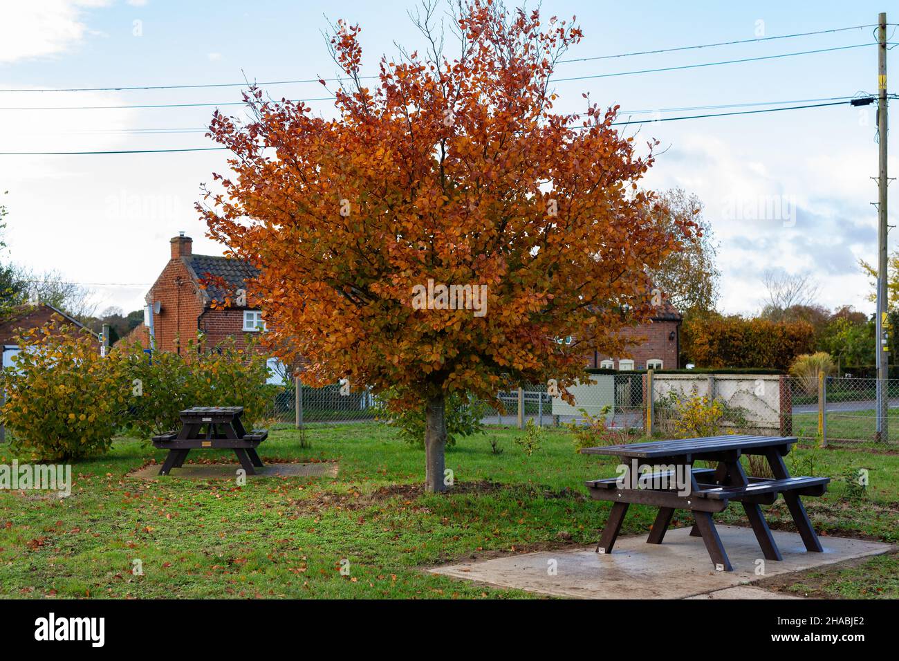 Ein europäischer Buchenbaum in leuchtenden Herbstfarben. Es gibt 2 Picknickbänke in der Nähe Stockfoto