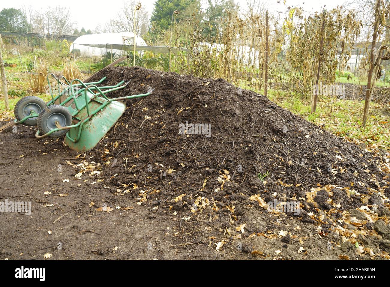 Grünmüllkompost auf einer Zuteilung im Winter. Stockfoto
