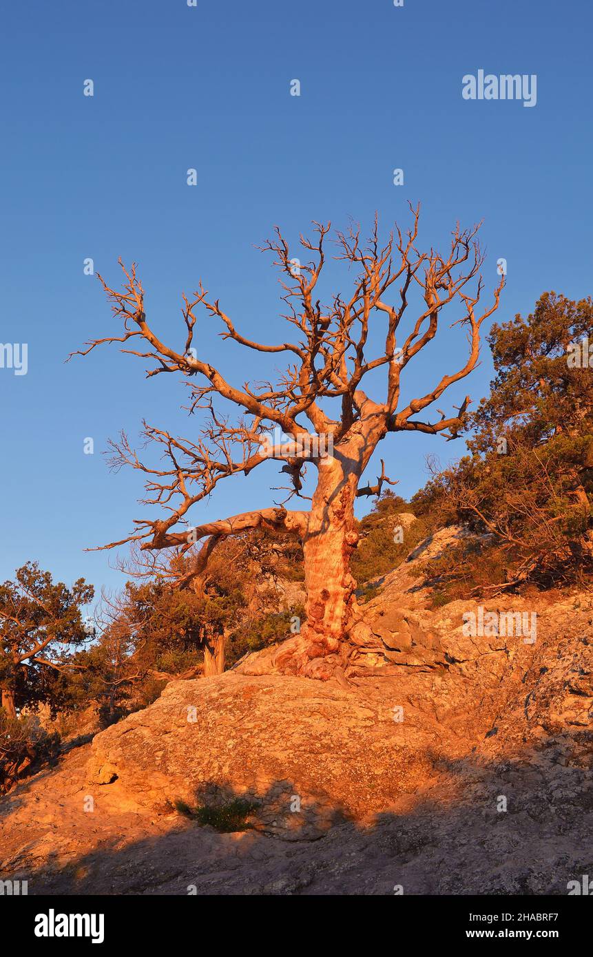 Morgenlandschaft mit trockenem Holz. Erste Sonnenstrahlen auf den Ästen ein toter Baum in einem Bergwald Stockfoto