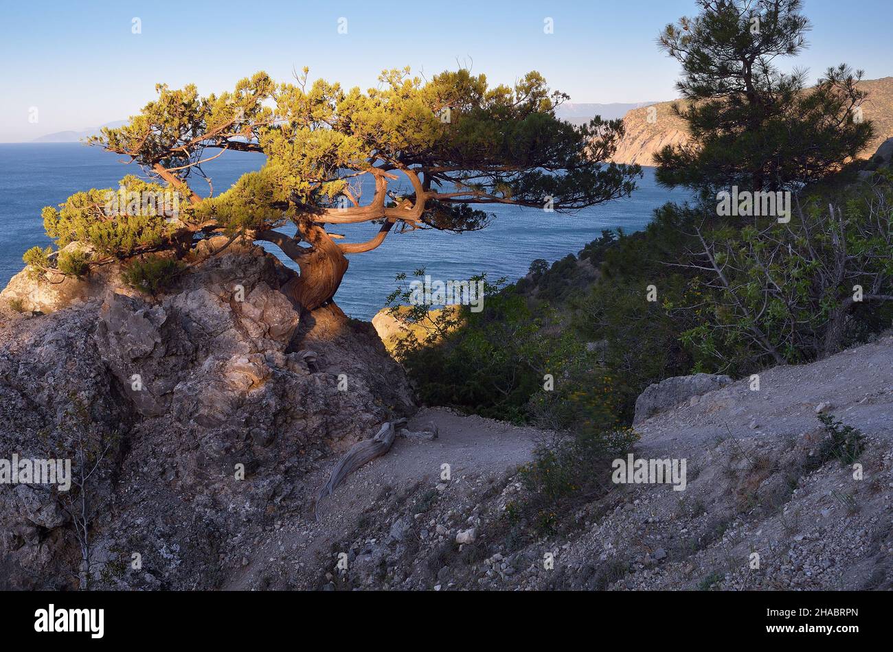 Kiefernwald auf den Felsen. Frühlingslandschaft mit Blick auf das Meer. Sonniger Morgen Stockfoto