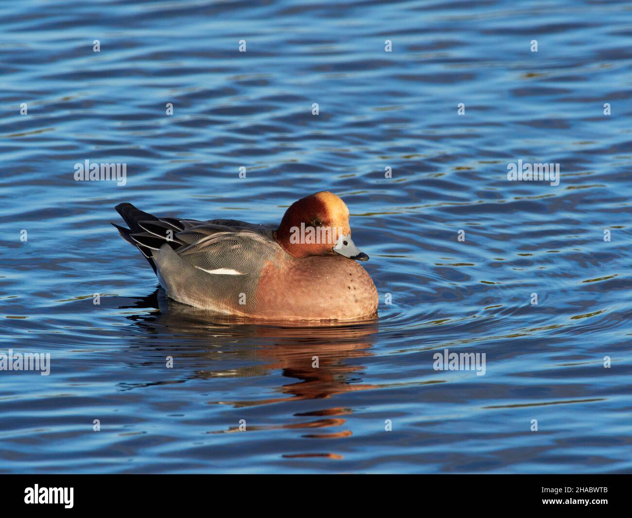 Male Wigeon (Mareca penelope) im Caledonian Canal, Inverness, Schottland, Großbritannien Stockfoto