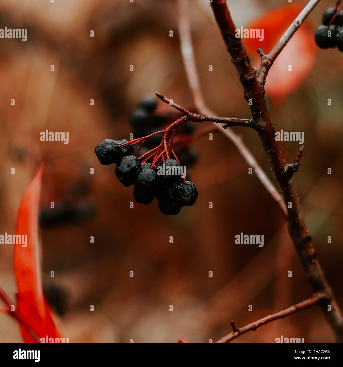 Herbst Natur Hintergrund. Trockene Johannisbeeren auf einem Ast. Stockfoto