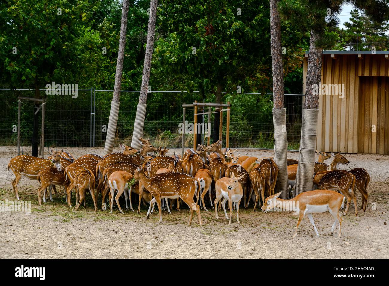 Packung eines Achsenfleckers. Achse Achse im Zoo von Veszprem, Ungarn Stockfoto