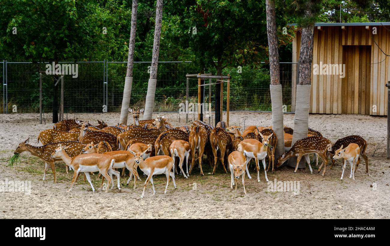 Packung eines Achsenfleckers. Achse Achse im Zoo von Veszprem, Ungarn Stockfoto