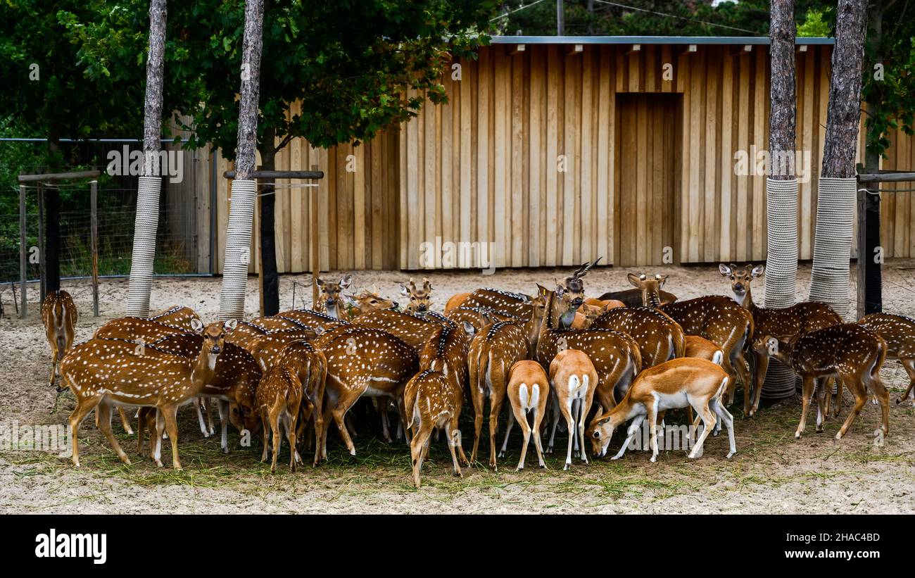 Packung eines Achsenfleckers. Achse Achse im Zoo von Veszprem, Ungarn Stockfoto
