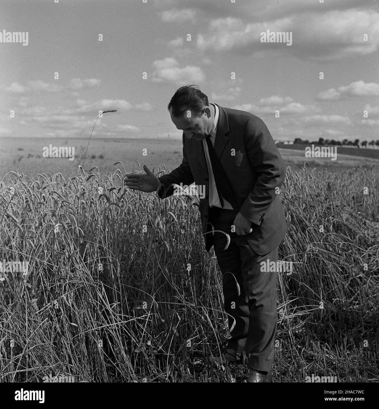 Czarnowiec, 1970-08. Delegacja rz¹dowa w Pañstwowym Gospodarstwie Rolnim (PGR) w Czarnowcu. NZ. minister rolnictka Mieczys³aw Jagielski. Ad PAP/Stanis³aw Moroz Dok³adny dzieñ wydarzenia nieustalony. Czarnowiec, 1970. August. Eine Regierungsdelegation auf dem staatlichen Bauernhof in Czarnowiec. Im Bild: Landwirtschaftsminister Mieczyslaw Jagielski. Ad PAP/Stanislaw Moroz Stockfoto