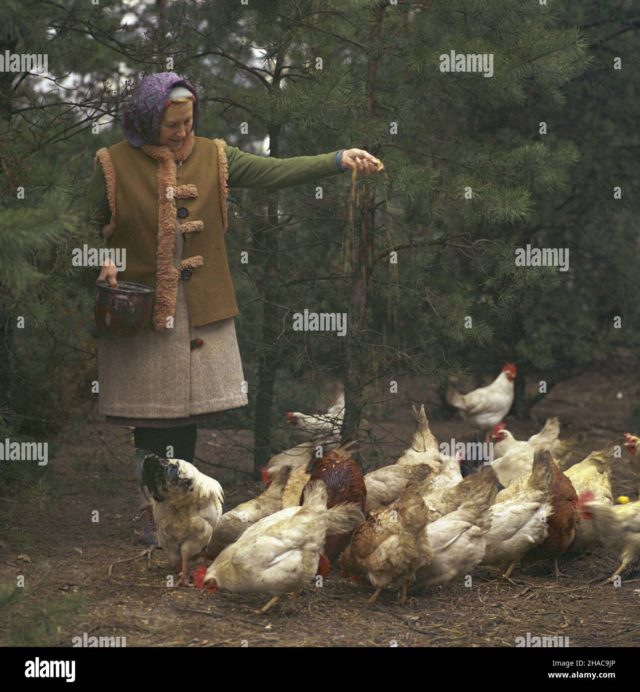 Polska 1976. Karmienie kur. ka PAP/Janusz Rosikoñ Dok³adny miesi¹c i dzieñ wydarzenia nieustalone. Polen 1976. Eine Frau, die Hühner füttert. ka PAP/Janusz Rosikon genaues Ereignisdatum unbekannt. Stockfoto