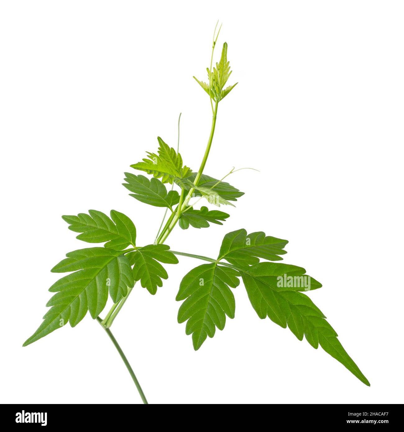 Ballonweinpflanze, auch bekannt als Ballonpflanze oder Liebe in Blättertang, Nahaufnahme eines Krauts isoliert auf weißem Hintergrund Stockfoto