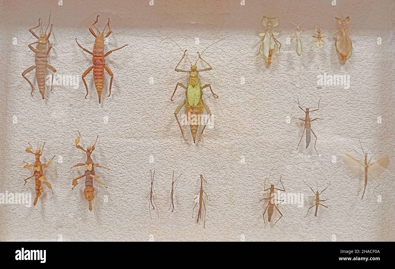 Entomologie. Schöne Sammlung von getrockneten Insekten. Stockfoto