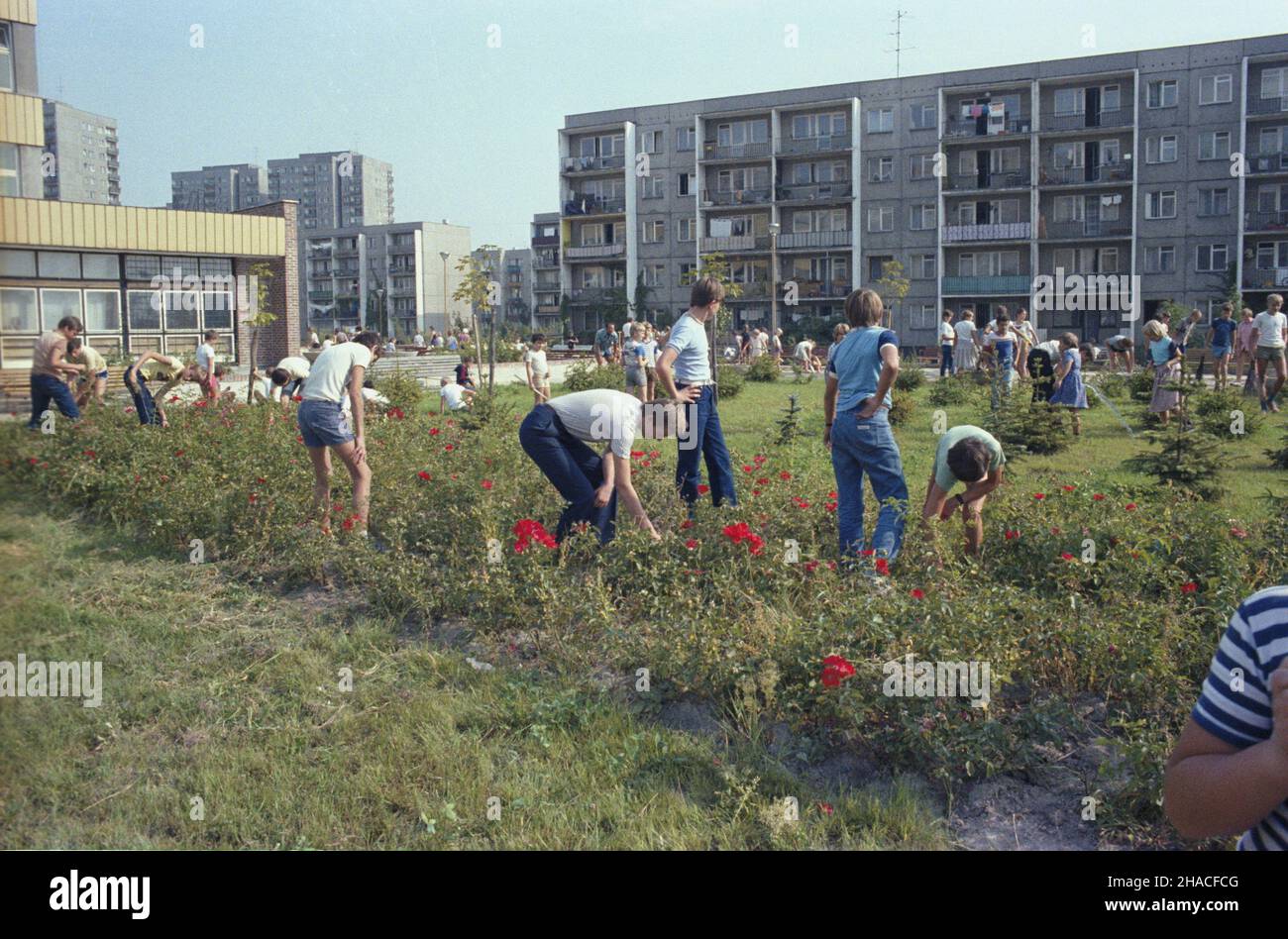 Warszawa 09,1983. Uczniowie porz¹dkuj¹ teren Szko³y Podstawowej nr 307 na Stegnach przy ul. Barceloñskiej 8 z okazji uroczystoœci nadania szkole imienia króla Jana III Sobieskiego. wb PAP/Maciej Musia³ Dok³adny dzieñ wydarzenia nieustalony. Warschau, September 1983. Schüler putzen das Schulgelände vor der Zeremonie, um die Grundschule 307 in der Barcelonska Straße 8 im Stadtteil Stegny nach König John III Sobieski zu benennen. wb PAP/Maciej Musial Veranstaltungstag unbekannt Stockfoto